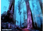 Photoshop打造暗调蓝紫色的森林图片
