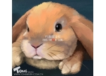 Photoshop儿童插画教程:相对写实的兔子