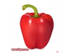  Photoshop鼠绘教程:鼠绘一个红辣椒