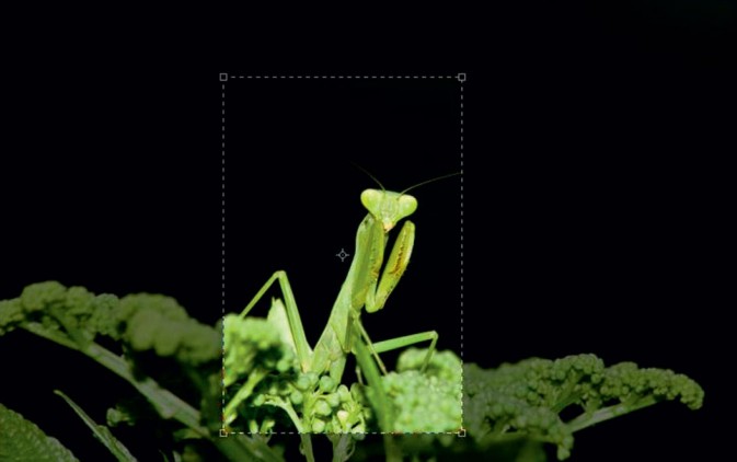 Photoshop给摄影中的螳螂做后期修饰,PS教程