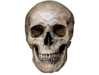 骷髅头，一颗正面的骷髅头骨素材