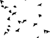 鸟群图片，十张在天空飞的鸟群黑影图片