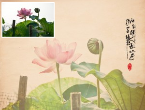 古典画，通过PS和LR把普通数码荷花照片制作成具有中国风的古典照片