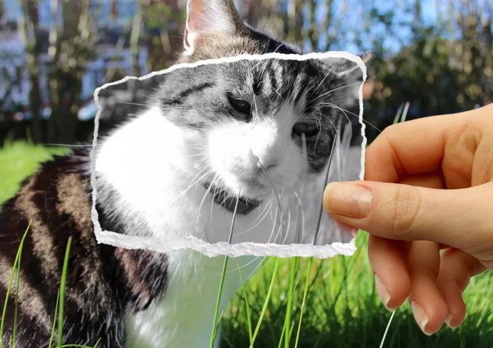 创意合成,合成草地里的猫咪边框趣味照片