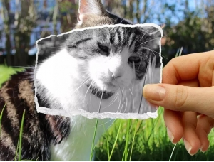 创意合成，合成草地里的猫咪边框趣味照片