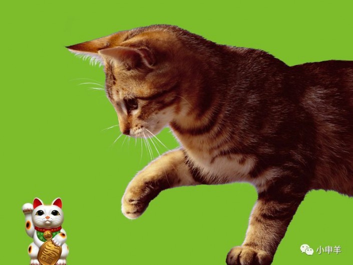 抠动物，在PS中抠出玩耍鼠标小猫咪的绒毛_www.16xx8.com