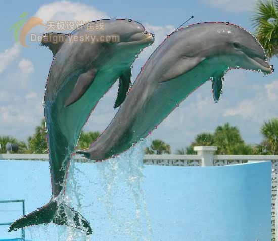 Photoshop打造跃出照片的海豚特效