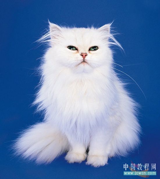  Photoshop教程：图层模式抠猫咪【多图】