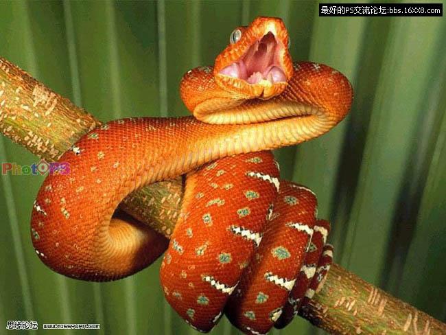 蛇蝎美人的动物图片