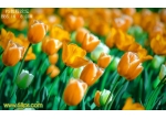 Photoshop打造鲜丽的橙黄色郁金香图片