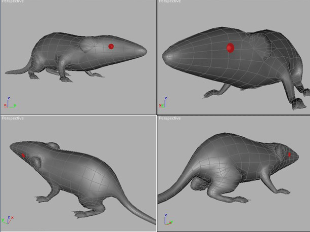 SD大鼠模型图片